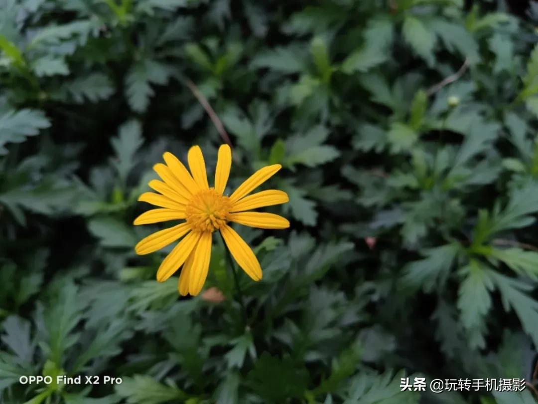oppofindx2拍照效果好吗,oppofindx2手机拍照效果