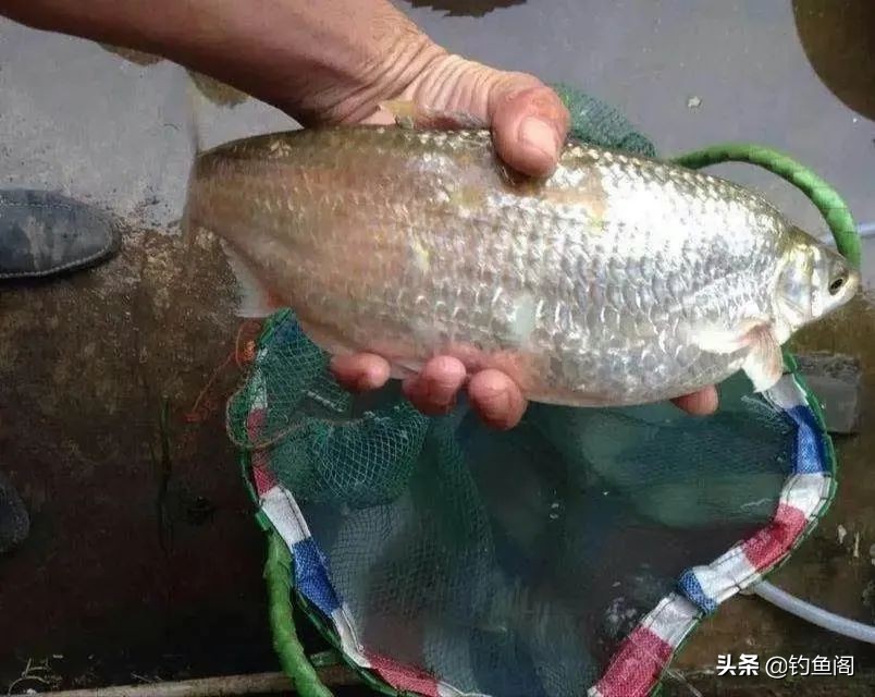 小杂鱼到底能长多大,小杂鱼长得比你想象中的大