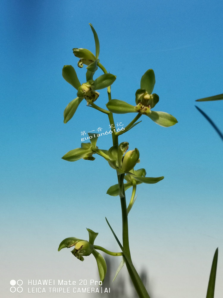 「花开欣赏」0335:送春绿如意的经典绽放