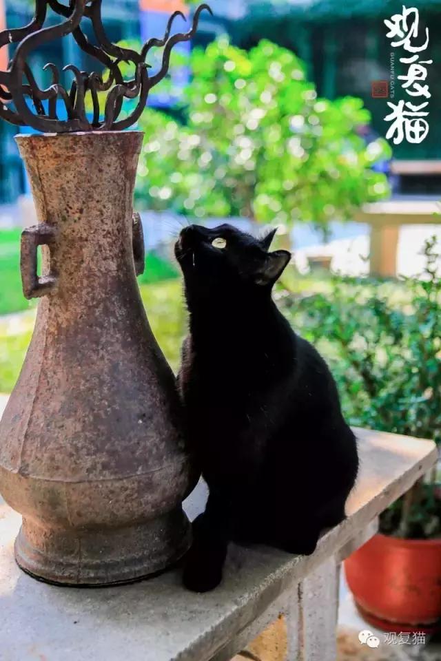 第一只黑猫来历,第一只黑猫是如何诞生的