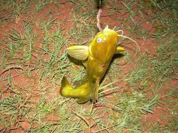 春季钓黄颡选位最佳时间,钓黄颡的最佳时间