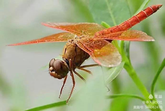 《捉蜻蜓》●作者/李继春