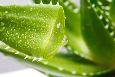 芦荟怎么养才能更旺盛颜色好看,库拉索芦荟冬季换盆后需要浇水吗