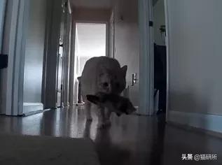 给猫咪装的摄像头是什么样子的,猫咪摄像头有哪些