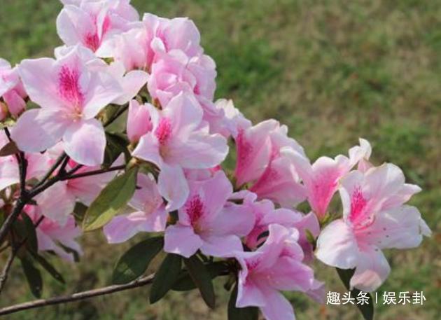 此花早在汉代就有记载，是啼血是征人泪