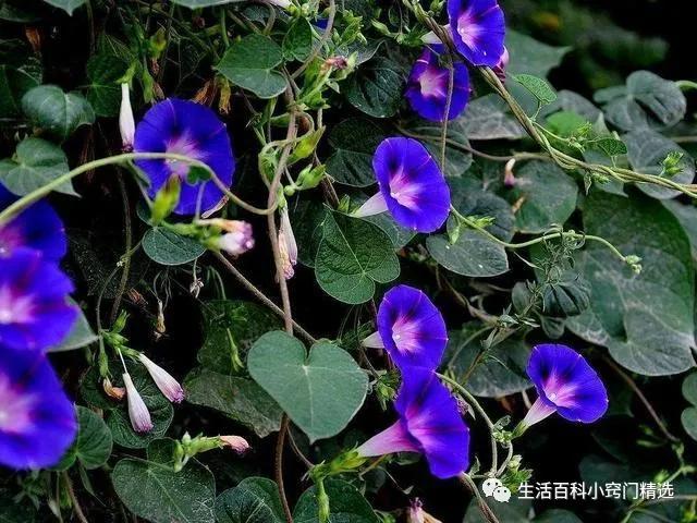 适合阳台盆栽暴晒的爬藤植物,适合阳台暴晒的花爬藤