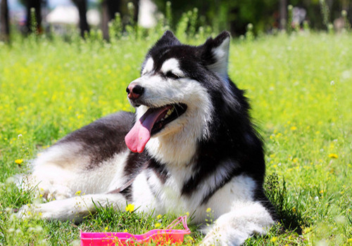 狗狗一直呕吐脱水怎么办,狗狗一直呕吐吃什么药好用