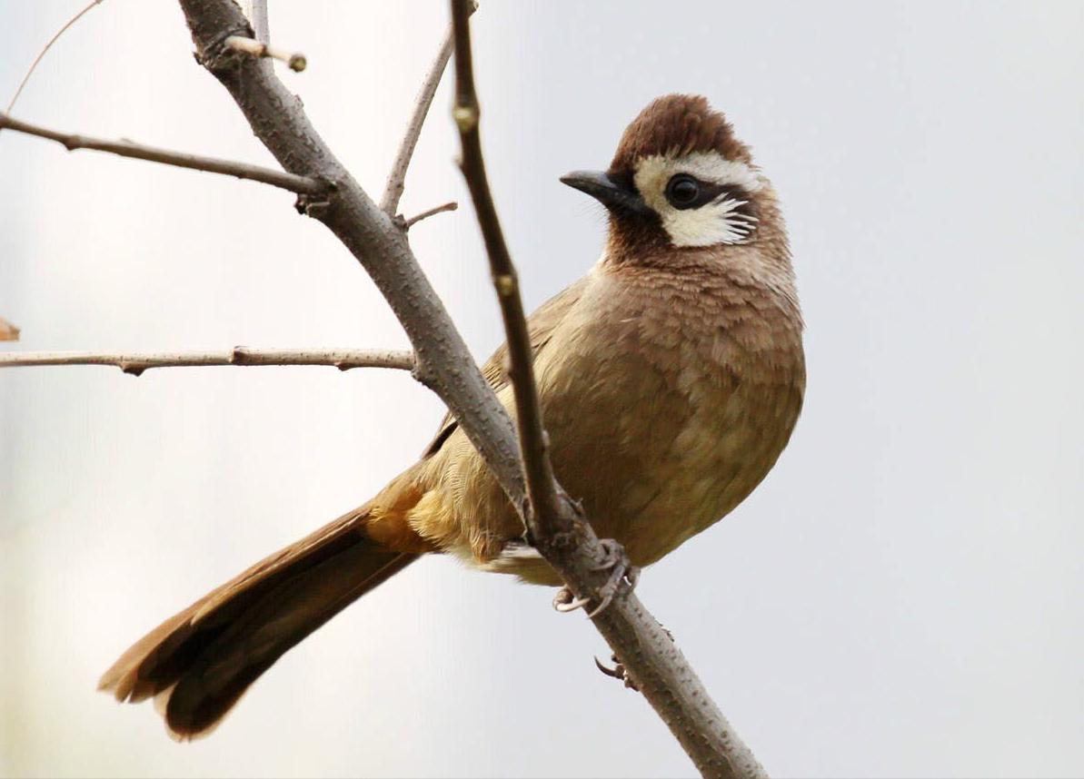 广东常见鸟类图谱和名称图文,东江揽胜鸟类