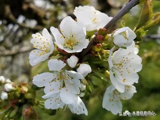 卖樱桃8块一斤十五块两斤的视频,一斤樱桃多少钱