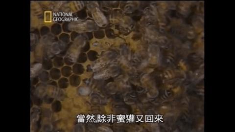 非洲大地最狂动物，动物园里连狮子毒蛇都有，偏偏没有它平头哥