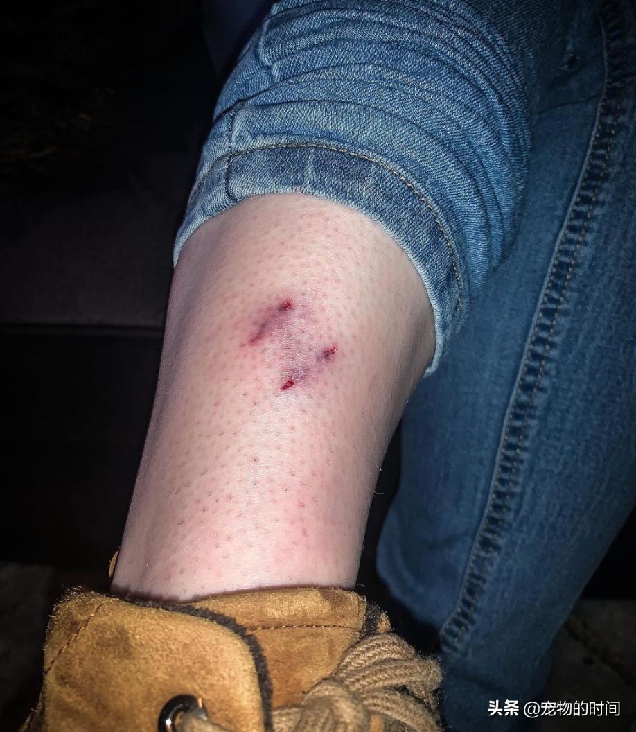 水獭宠物容易养吗视频,水獭宝宝可以当宠物吗