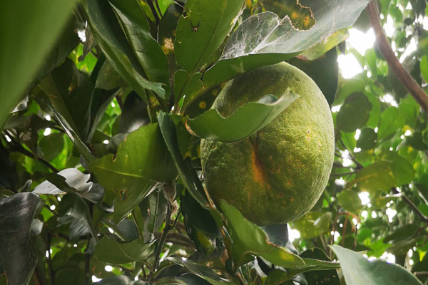 柚子树难管理吗,柚子不结果怎么管理