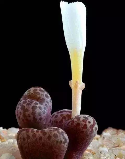 多肉生石花好看视频,多肉生石花开图