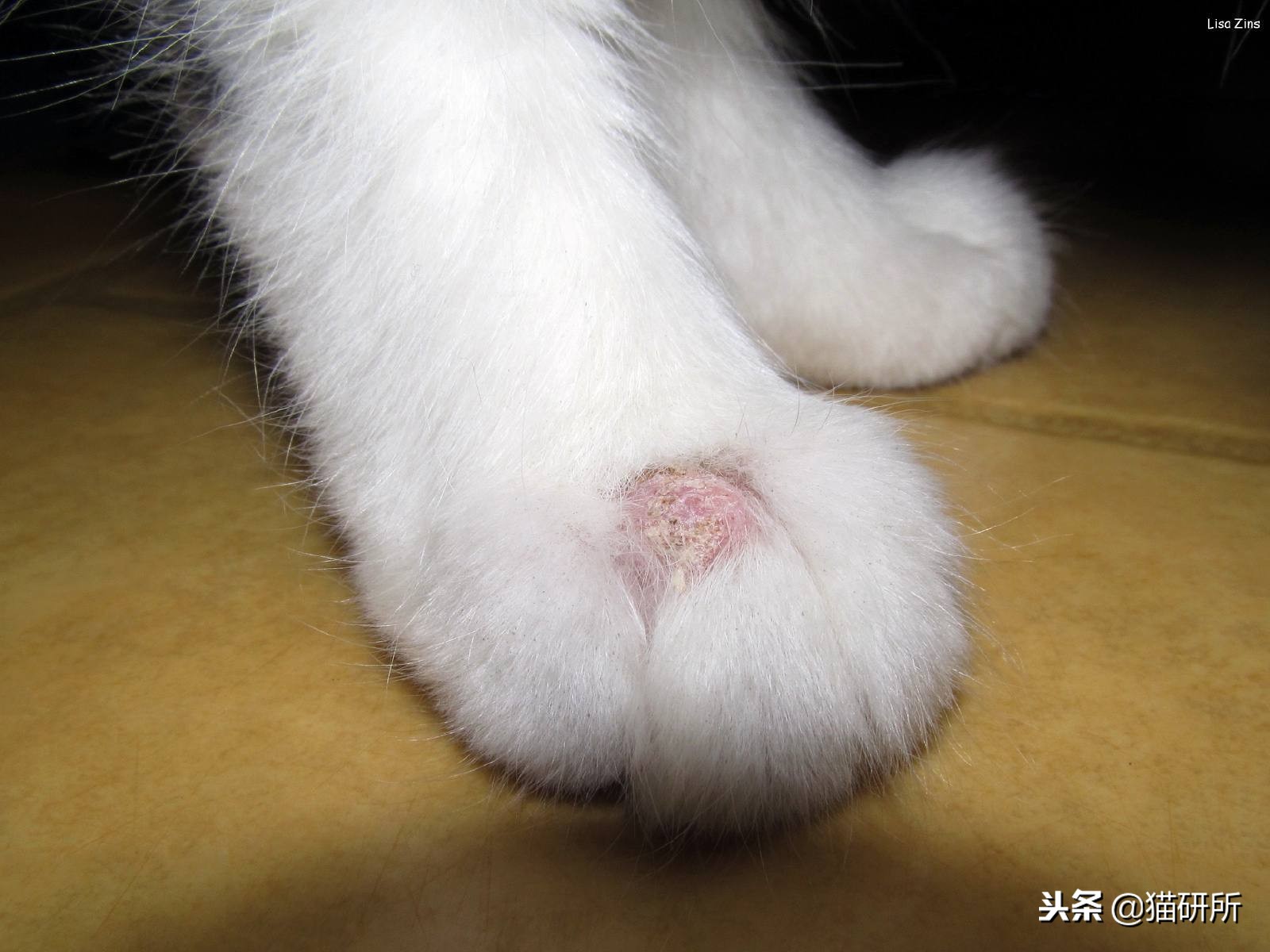 猫咪轻松除毛,猫咪毛发干枯毛躁怎么护理
