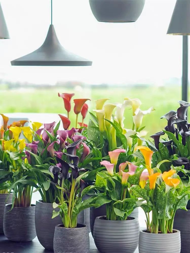 夏季怎样养好马蹄莲花盆栽,蓝色马蹄莲盆栽怎么养好看