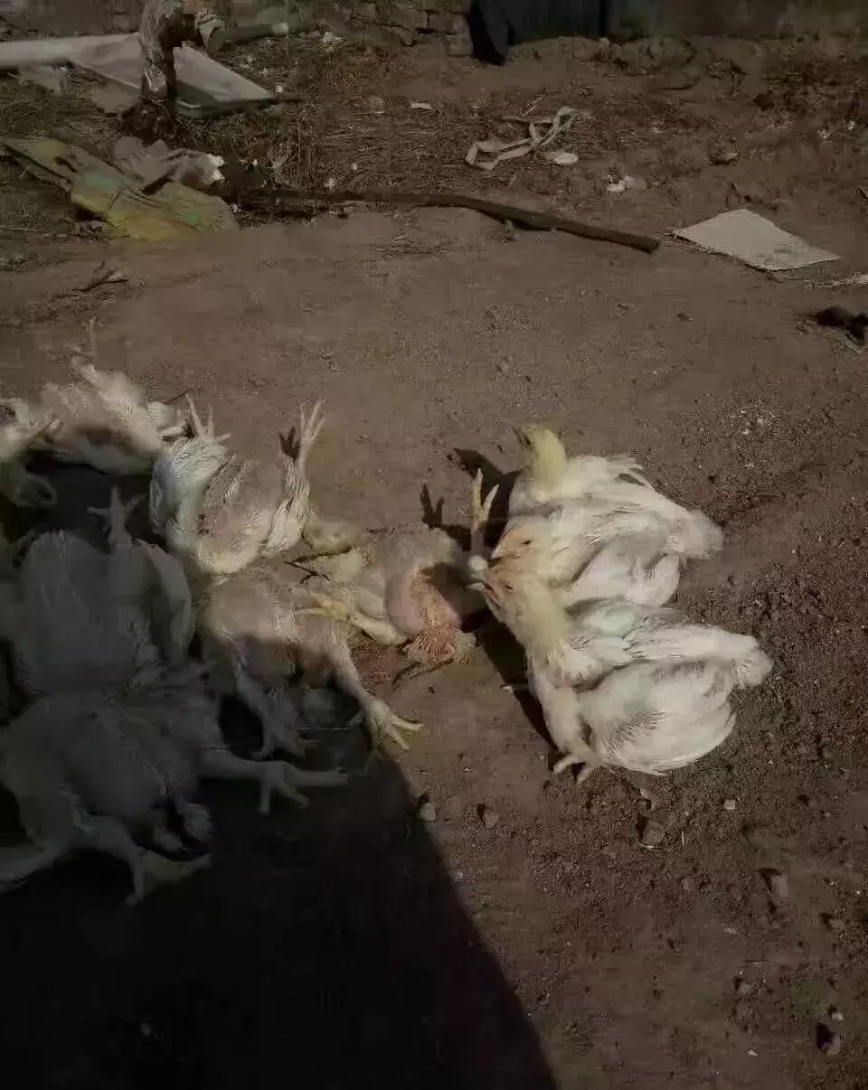 氯化铵治疗支气管堵塞,蛋鸡支气管堵塞治疗方案