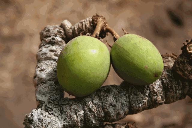 Dior、娇兰生产商做了一块洗头皂，100%天然原料，生发更护发