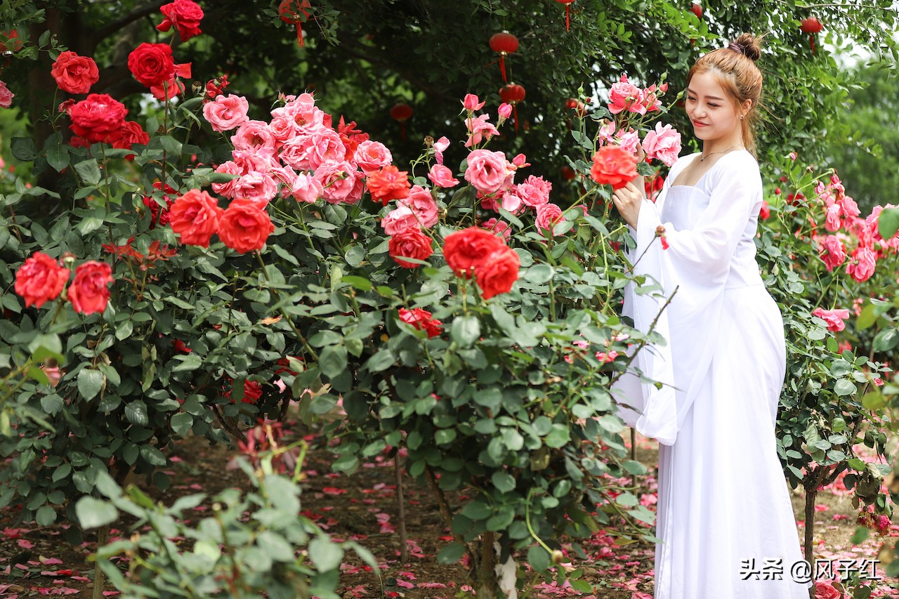 华中最大的玫瑰花园,中国最大的玫瑰花海