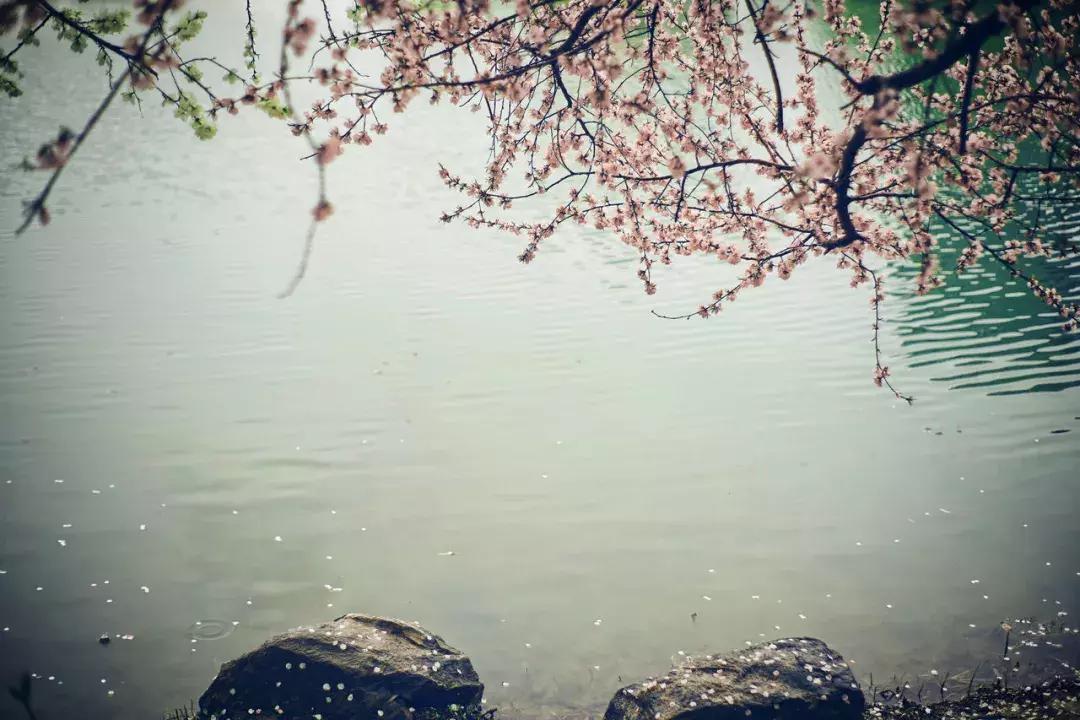 关于诗酒花茶的诗词大全,品茶唯美古诗词