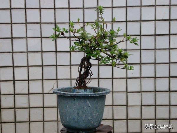 提根杜鹃盆景欣赏,杜鹃提根盆景浇水