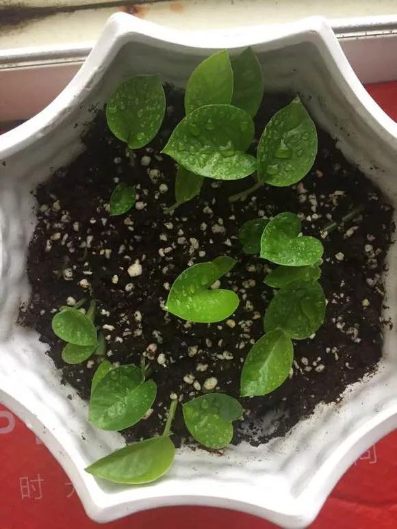 绿萝黄叶的原因及解决方法,绿萝黄叶的原因和解决方法