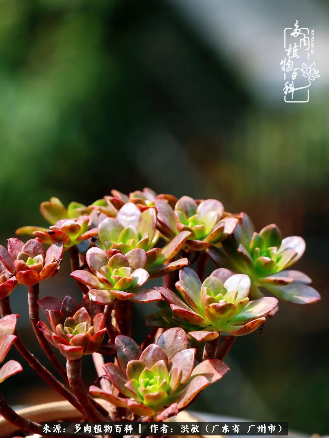 细品广州暴雨后，盛夏来临前的法师