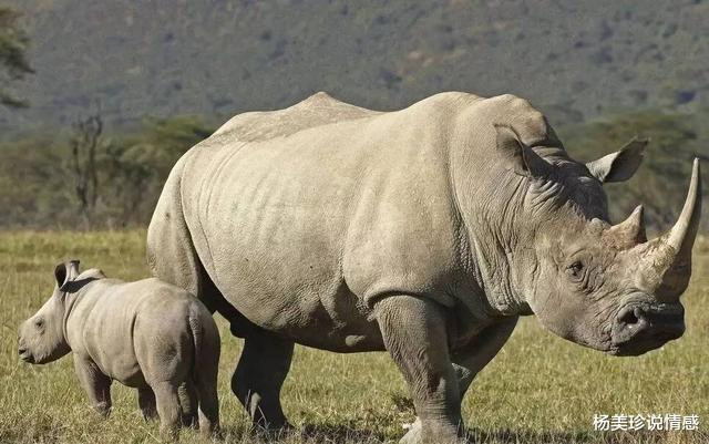 最残忍的十大文玩,带血的文玩有什么忌讳