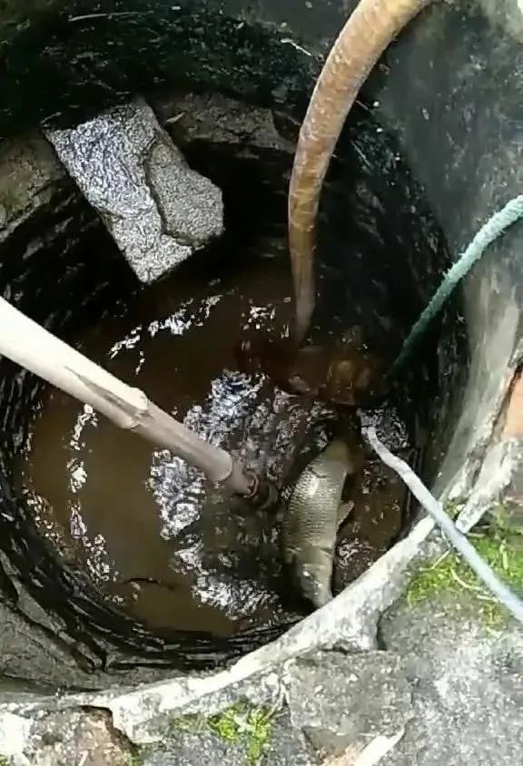 为什么不能吃井中鱼,湖泊里的鱼为什么没人吃