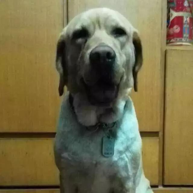 芦丹氏桂花香水是男香还是女香,爱马仕木质调香和东方调香的区别