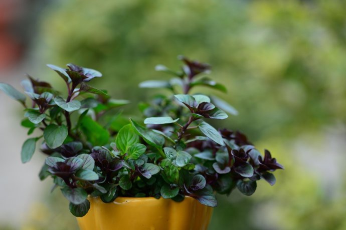 花园里防蚊子,在花园里劳作