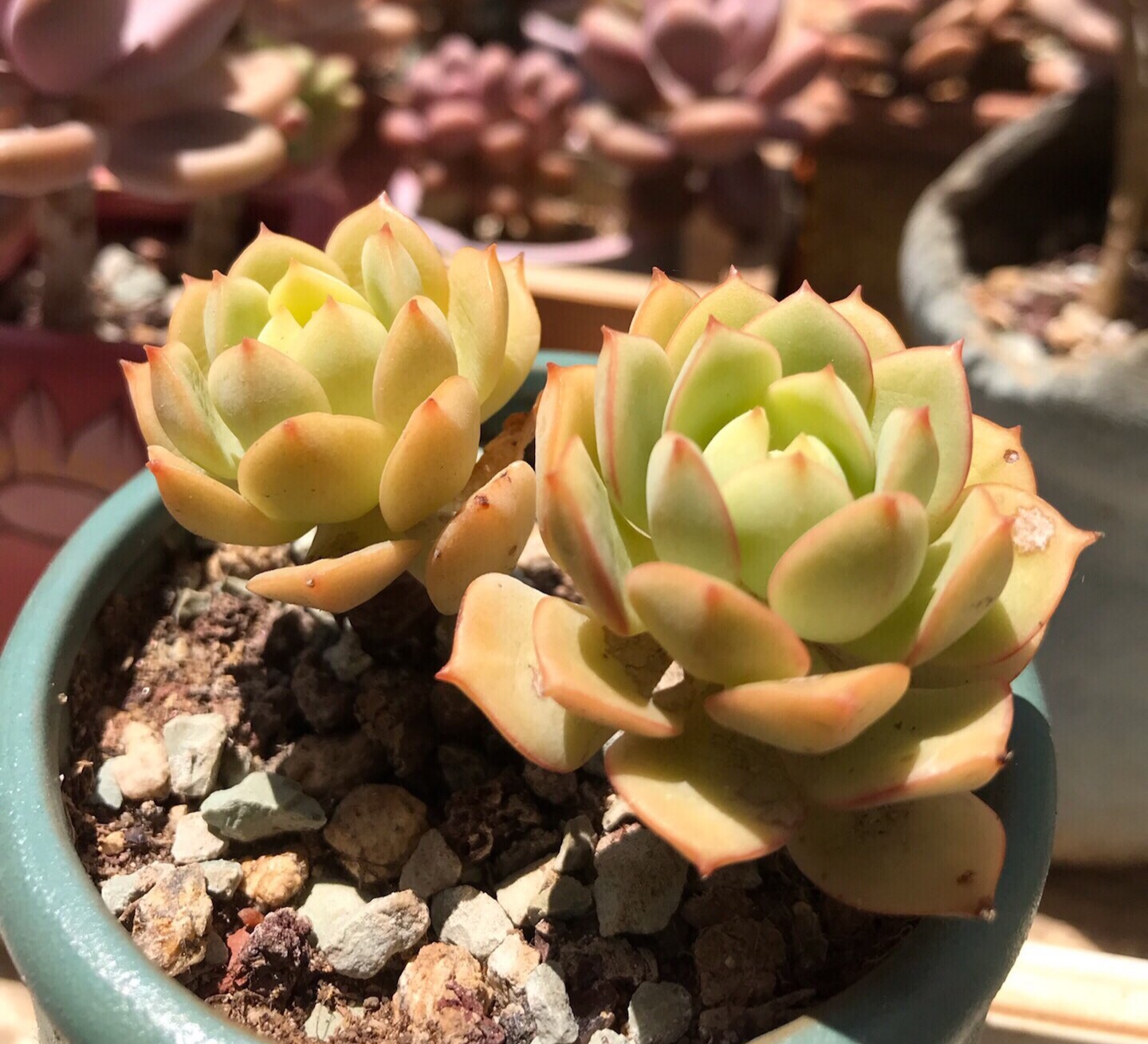 多肉徒长的原因及处理,多肉徒长的原因及解决方法