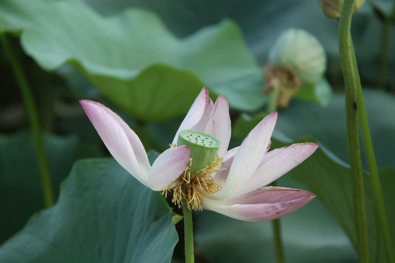 出淤泥而不染濯清涟而不妖歌曲,出淤泥而不染濯清涟而不妖意思