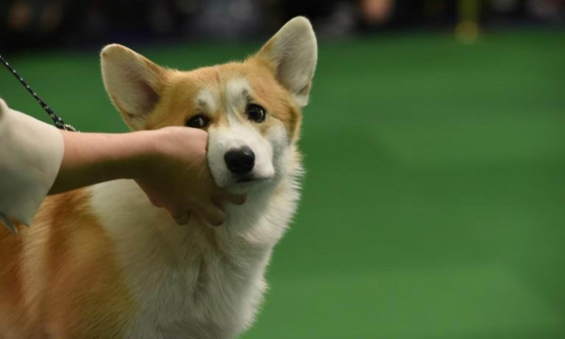 扑杀柯基犬后续,柯基犬被宰杀