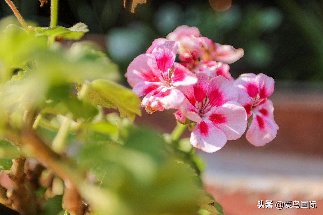 佳能eosr6详细参数曝光诚意满满,佳能发布新eosr6全画幅相机