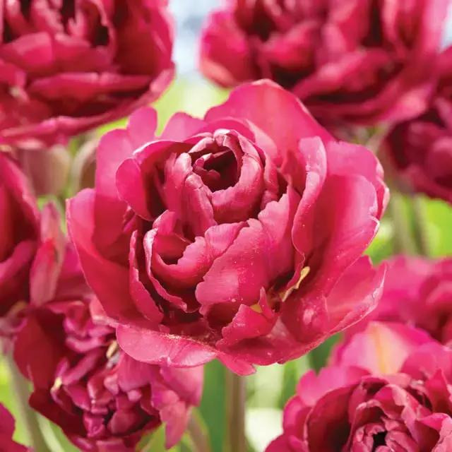 閮侀噾棣欑鐞冪殑鍏绘姢鏂规硶,姘村煿閮侀噾棣欏彂鑺藉悗鍏绘姢