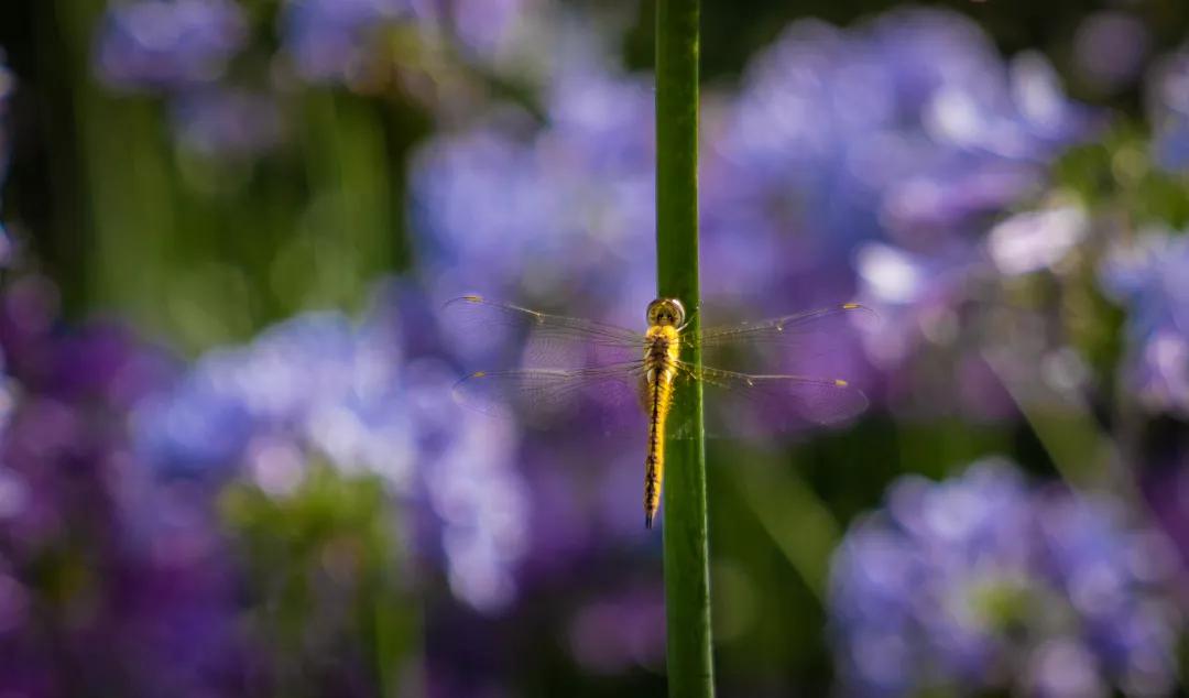 建一座完全不打药的生态花园,所有生命在这里和谐共处,值得收藏