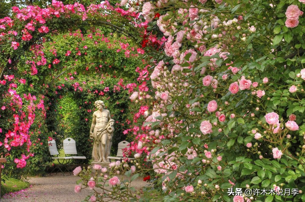 月季为什么黄叶带斑,月季浇水过多黄叶如何挽救