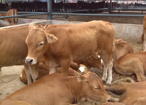 牛犊粪便带肠粘膜怎么治疗,犊牛腹泻的治疗与预防方法