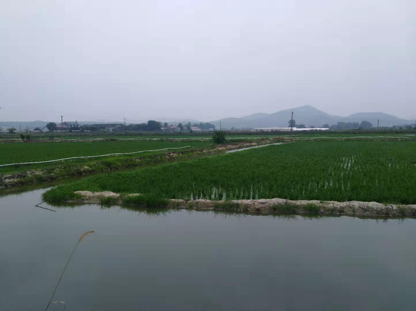 养虾和养鱼哪个利润高,高密度养虾成本与利润分析