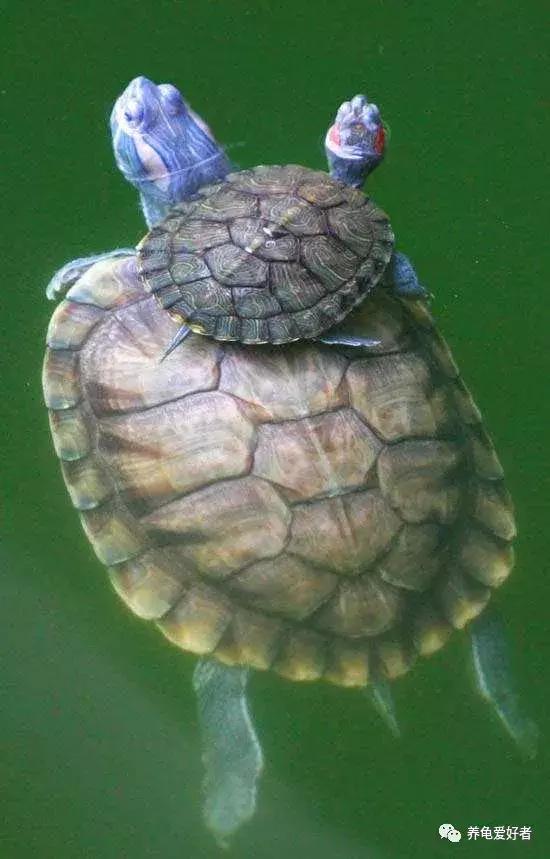 如果你不懂龟，看完之后会想要一只吗？