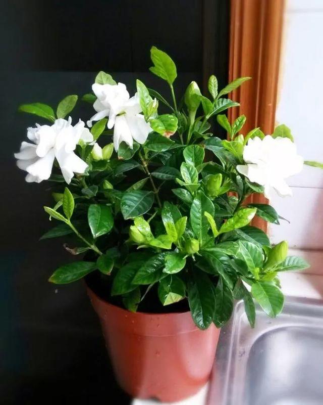 栀子花叶片发皱怎么消除,栀子花叶片发黄小妙招