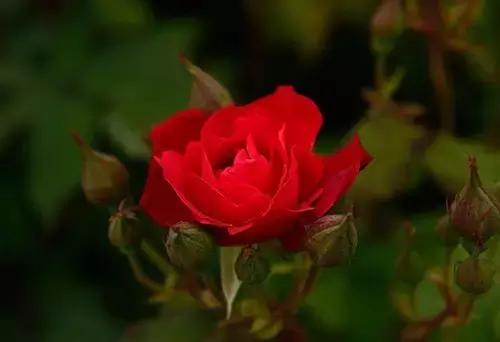 最漂亮10种微型月季,新手必入这8种月季漂亮好养