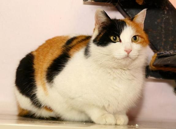 中华田园猫12个品种图小奶猫,中华田园猫12个品种图哪个最好养