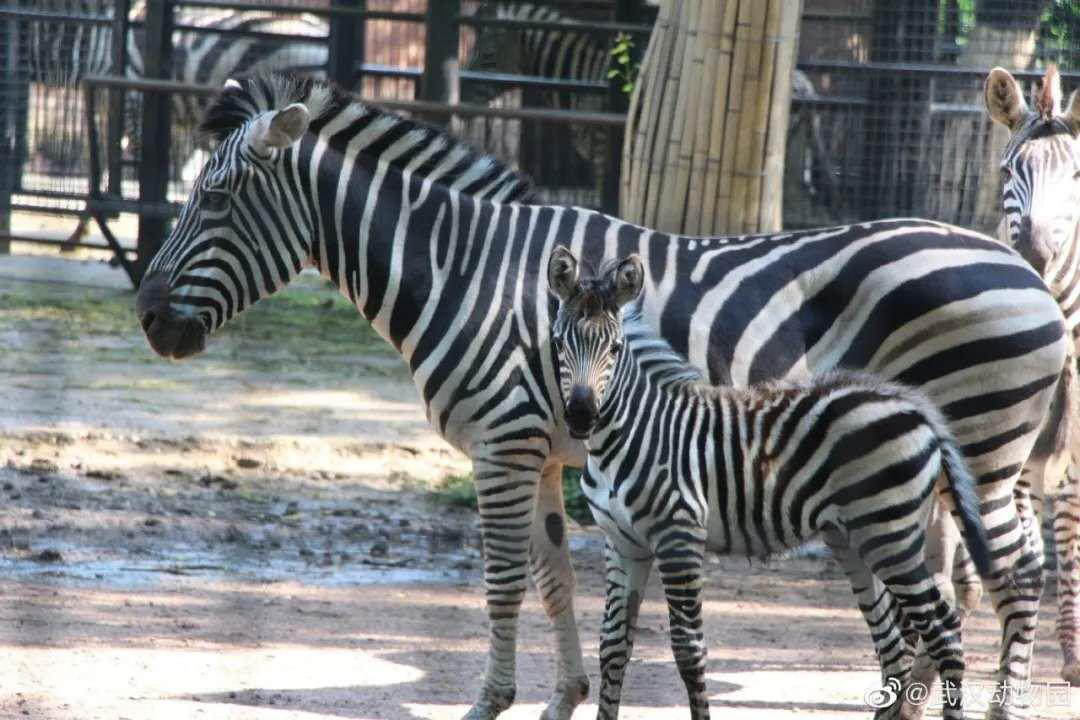 端午节武汉去处 (武汉端午节小长假去哪玩)