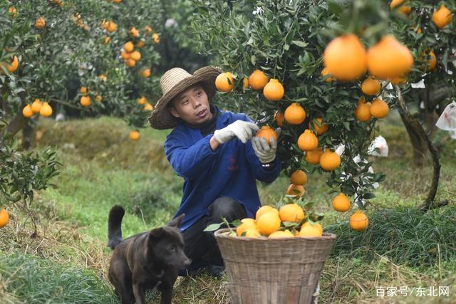 四川省丑柑橘自产自销直播,丑橘果农直供