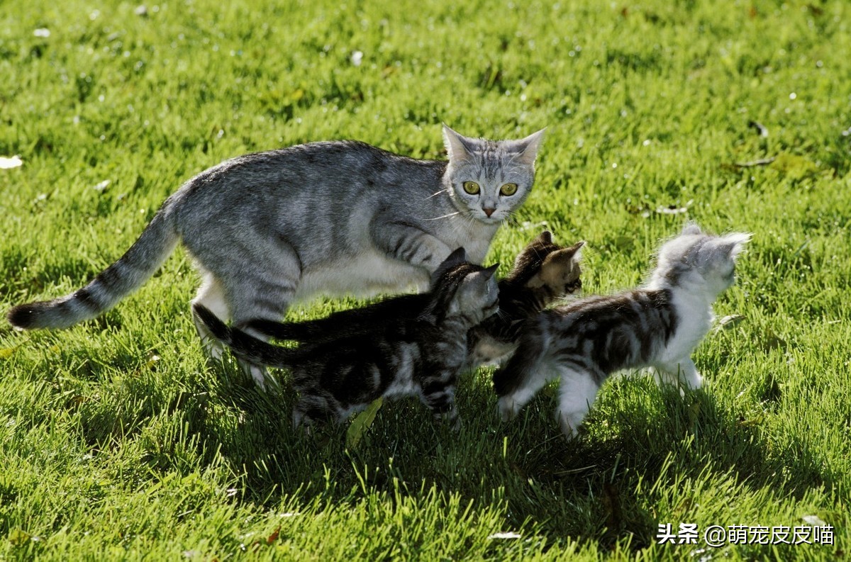 怎么消除猫咪对主人的恐惧,提高猫咪“社交能力”的方法