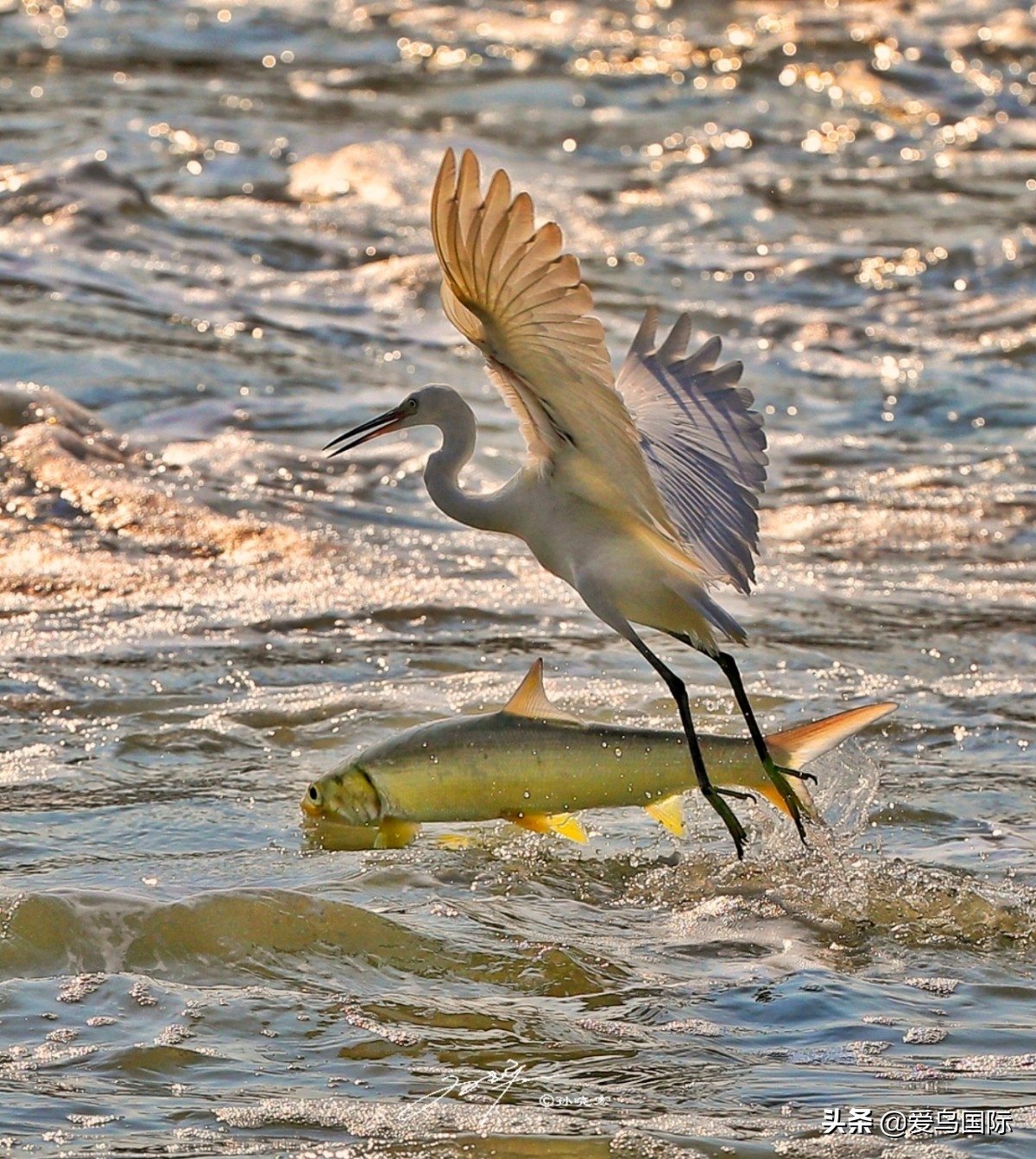 观鸟大年,观鸟作品100幅