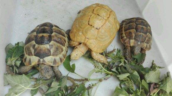 欧洲陆龟排酸吗,欧洲陆龟的图片