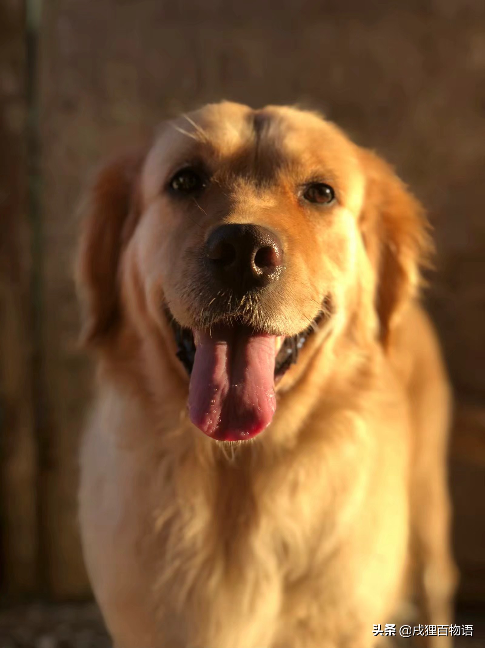 狗狗对沐浴露过敏瘙痒怎么办,狗狗皮肤突然泛红