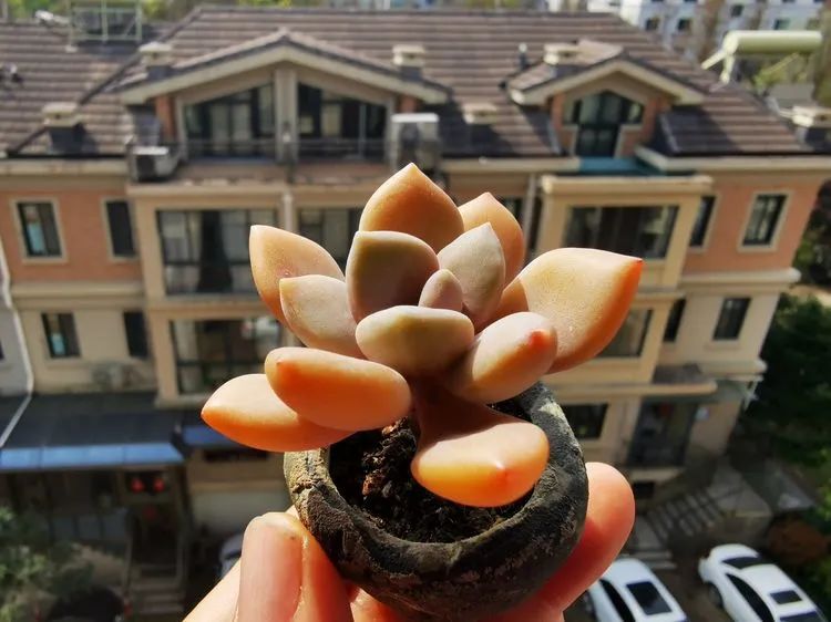 多肉砍头的怎么养,多肉怎么砍头才能爆发